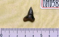 藏品(噬人鯊牙齒化石)的圖片